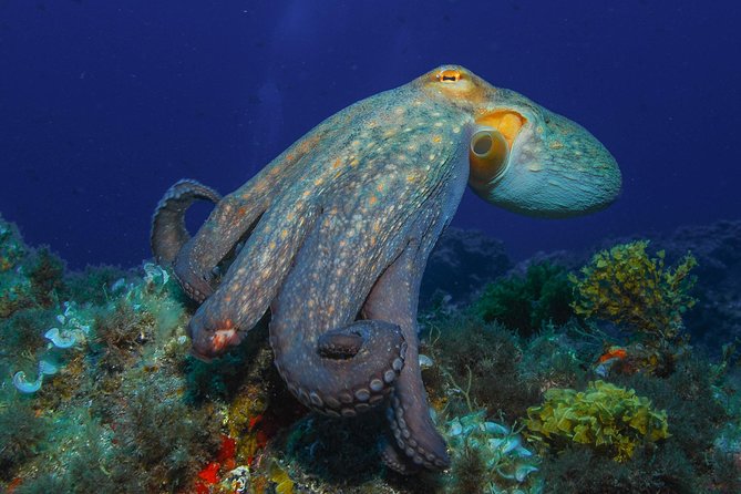 PADI Open Water Diver Course (OWD) - 2.5 days - Planning around health, flights, and timing