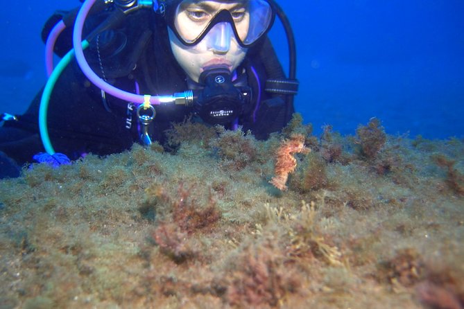 PADI Open Water Diver Course (OWD) - 2.5 days - Should you book Scubanana’s PADI course?