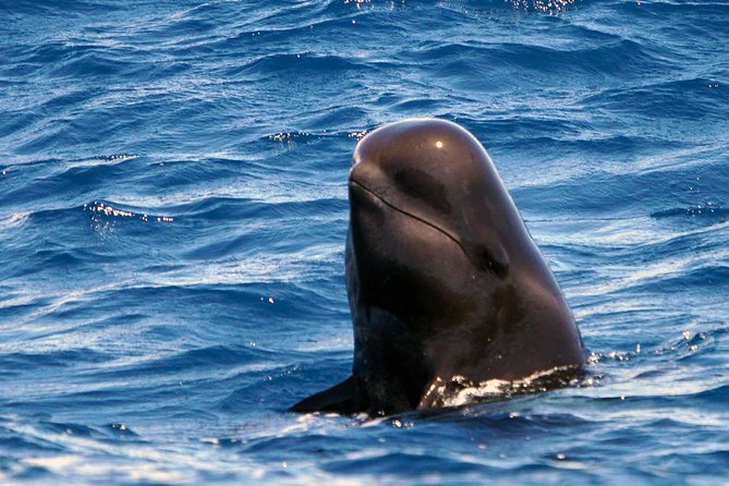 Private 2 hour Whale Watching Tour - Watching whales and dolphins on their terms