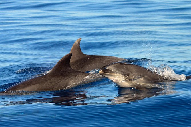 Private 2 hour Whale Watching Tour - What the private price buys