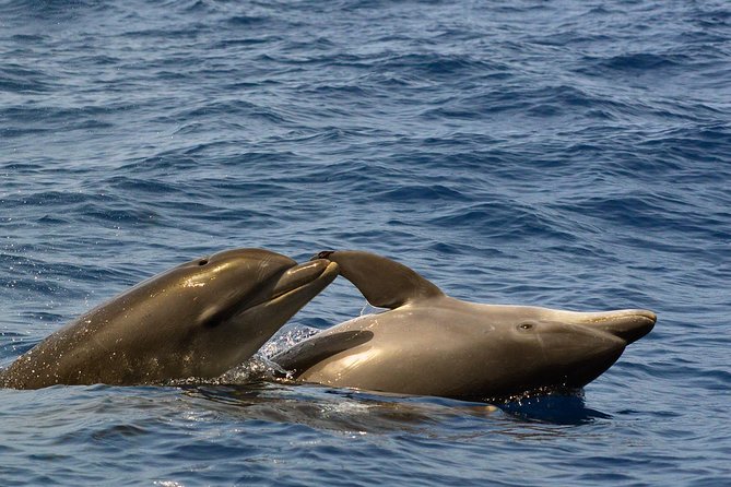 Private 2 hour Whale Watching Tour - Who will enjoy the two-hour outing