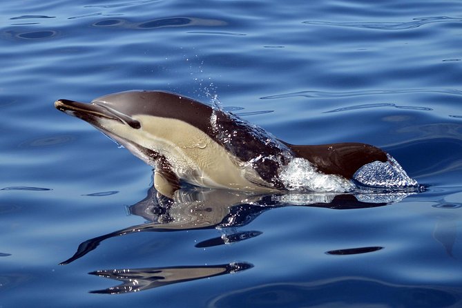 Private 2 hour Whale Watching Tour - Booking, weather and other useful details