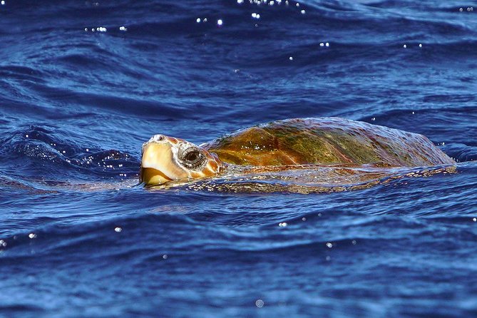 Private 2 hour Whale Watching Tour - Should you book this Tenerife whale-watching trip?