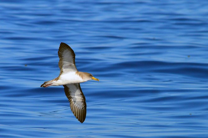Private 2 hour Whale Watching Tour - FAQ