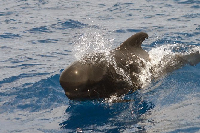 Private 2 hour Whale Watching Tour - A camera-free moment, with photos to follow