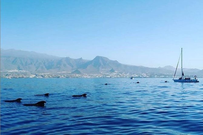Private Charter in Tenerife south max 7 people - Key points before you book