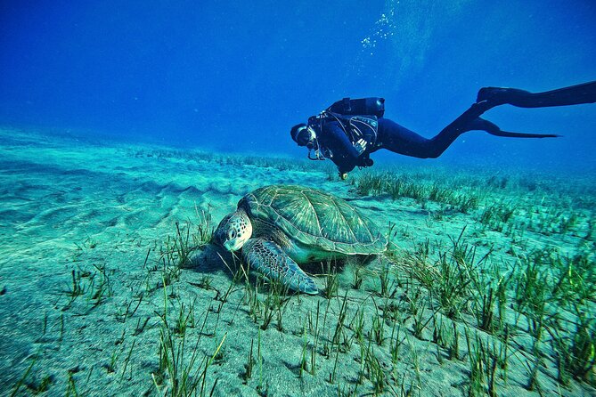 Private Scuba Diving in Tenerife – Certified Instructor & Photos - What to Know Before You Book