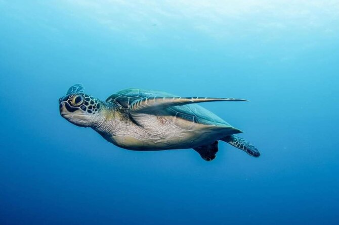 Private Scuba Diving in Tenerife – Certified Instructor & Photos - Practical Details That Can Shape Your Plans