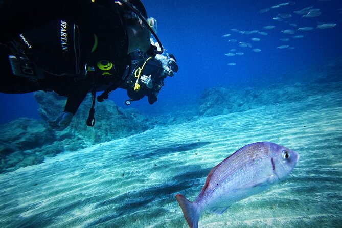 Private Scuba Diving in Tenerife – Certified Instructor & Photos - Who Should Book This Los Cristianos Session?