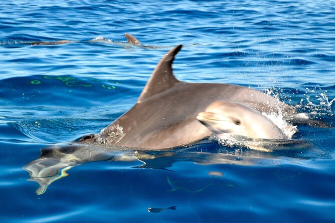 Private Yacht Excursion from Puerto Colon 3 hours - Three hours that suit families and small groups