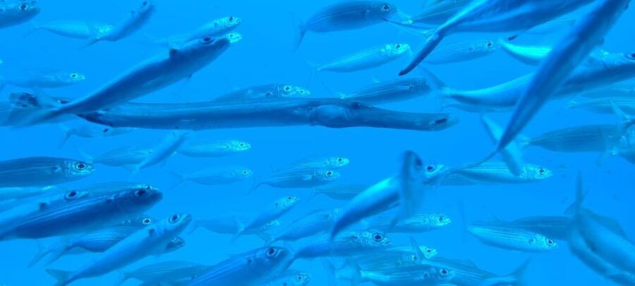 Puerto de la Cruz: Submarine Trip and Beach Stop in Tenerife - Two hours to reset at Playa de las Américas
