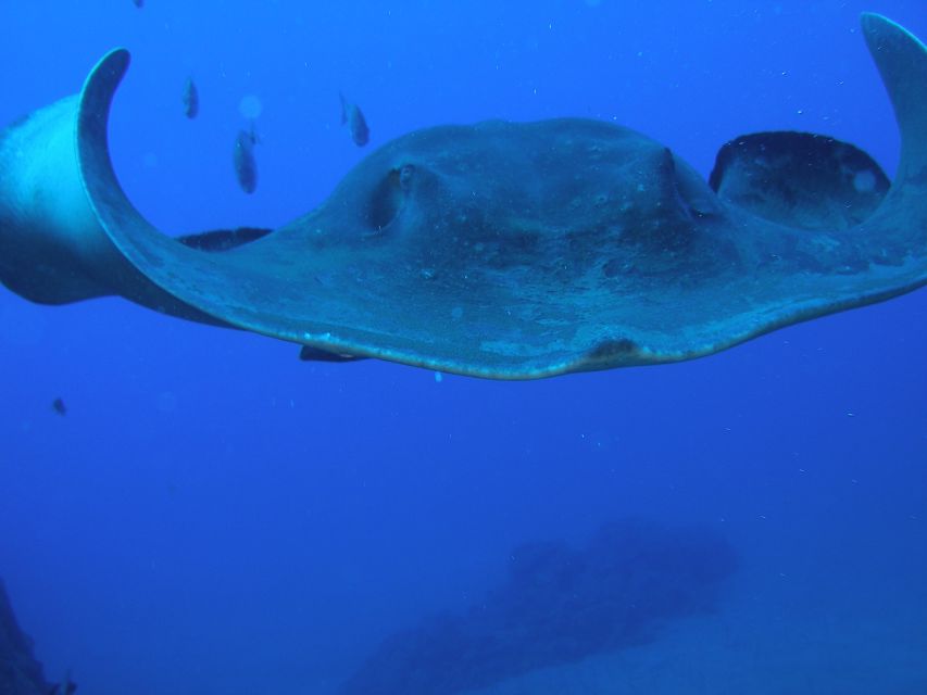 Puerto de la Cruz: Submarine Trip and Beach Stop in Tenerife - Should you book this submarine trip?