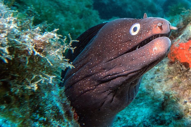 RECREATIONAL DIVE (certified divers only) : Explore Canarian Sealife - Two Tenerife sites, chosen for your level