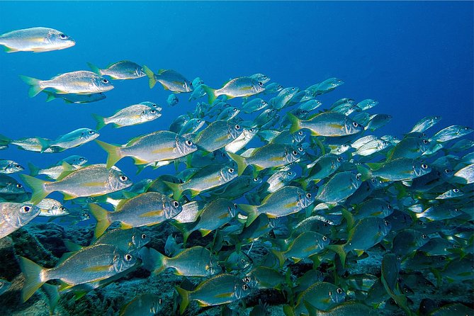 RECREATIONAL DIVE (certified divers only) : Explore Canarian Sealife - A small group with room for personal attention
