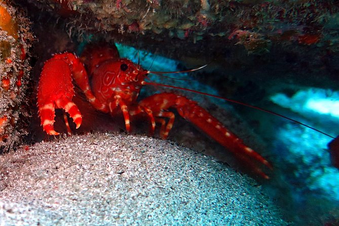 RECREATIONAL DIVE (certified divers only) : Explore Canarian Sealife - What the three-hour outing involves
