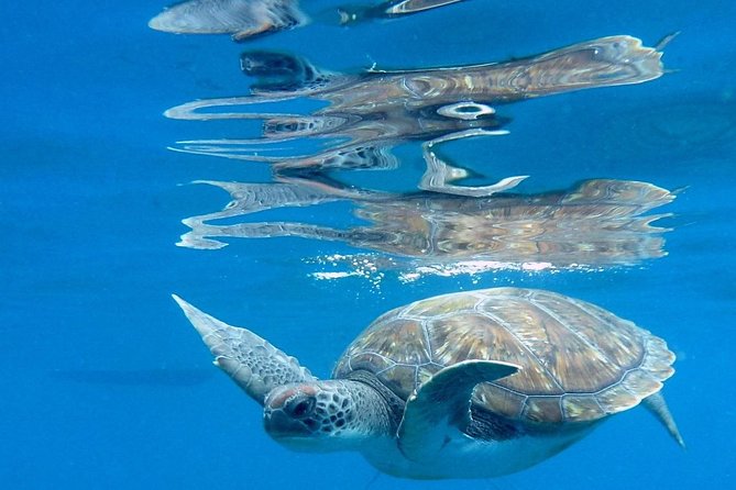 RECREATIONAL DIVE (certified divers only) : Explore Canarian Sealife - Who will enjoy this outing most