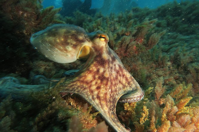 RECREATIONAL DIVE (certified divers only) : Explore Canarian Sealife - Should you book it?