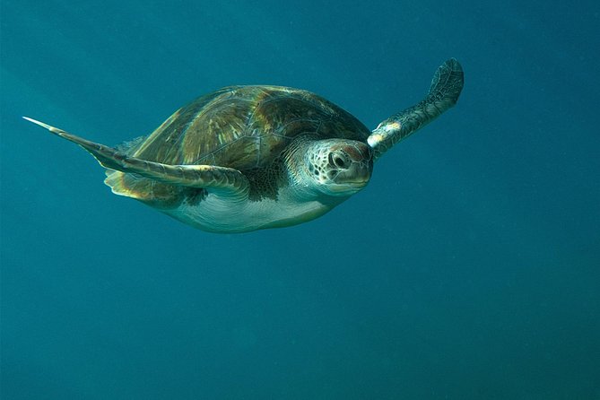 RECREATIONAL DIVE (certified divers only) : Explore Canarian Sealife - No fixed time limit underwater