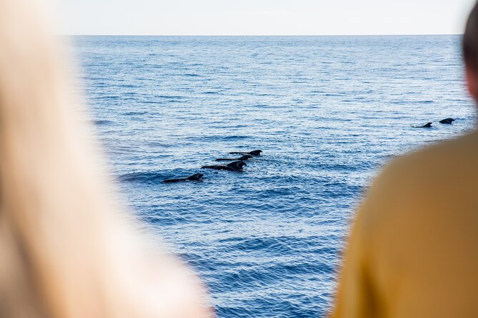 Royal Delfin - 2Hour Sustainable Dolphin & Whale Watching Mini Cruise - The coast is part of the trip