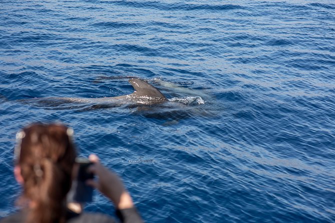 Royal Delfin - 2Hour Sustainable Dolphin & Whale Watching Mini Cruise - Comfort, crowds and the queasy question