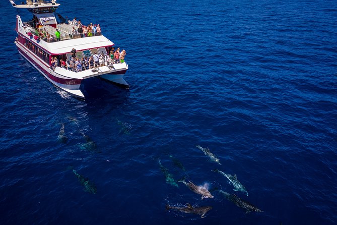 Royal Delfin - 4'5H Dolphin & Whale Watching - Los Gigantes Masca - Lunch & Swim - A lively boat, and the trade-off in space