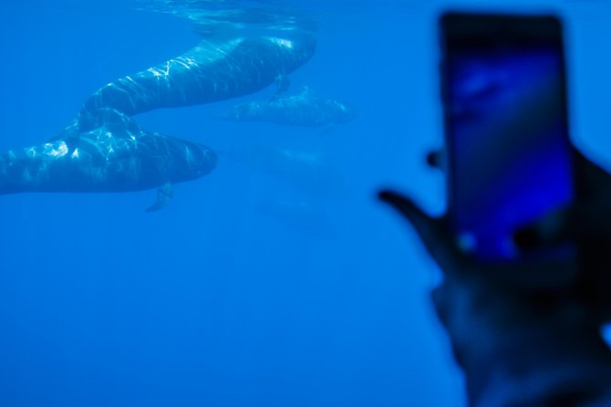 Royal Delfin - 4'5H Dolphin & Whale Watching - Los Gigantes Masca - Lunch & Swim - Is $72.29 good value?
