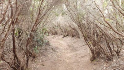 2-Hour Hiking Tour in Anaga Forest