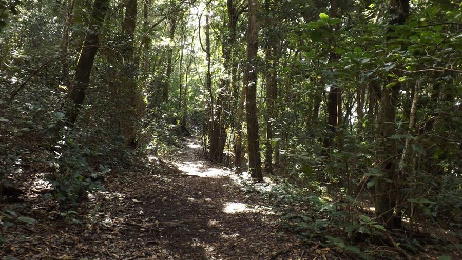 Santa Cruz de Tenerife: 2-Hour Hiking Tour in Anaga Forest - Who will enjoy this walk