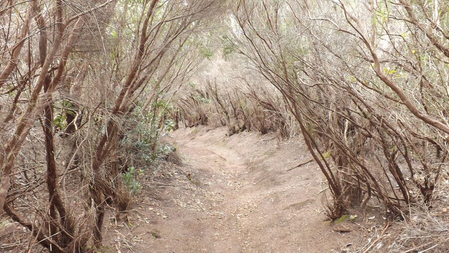 Santa Cruz de Tenerife: 2-Hour Hiking Tour in Anaga Forest - The laurel forest, at walking pace