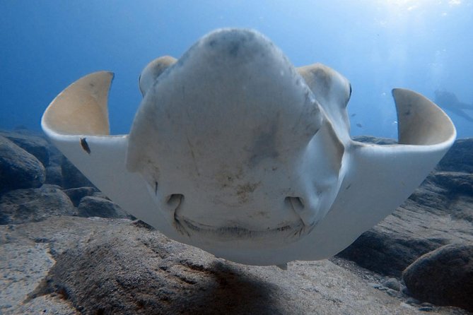 Scuba Diving for Certified Divers in Costa Adeje - A short boat ride opens up Costa Adeje’s underwater sites
