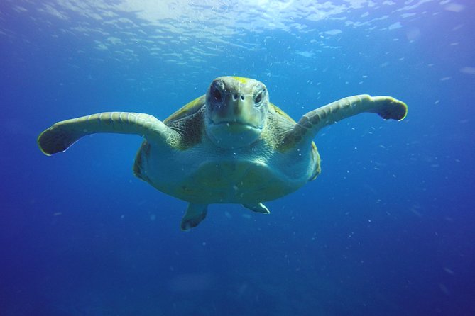 Scuba Diving for Certified Divers in Costa Adeje - Start at Travel Sub’s Costa Adeje center