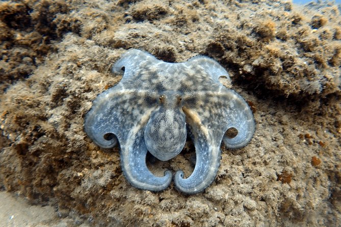 Scuba Diving for Certified Divers in Costa Adeje - Who will enjoy this outing most