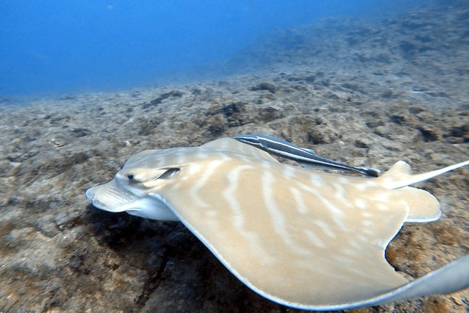 Scuba Diving for Certified Divers in Costa Adeje - FAQ