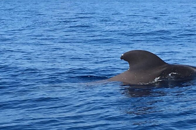 SEA SAFARI Dolphins, Whales, 3h speedboat DISCOVERY-TOUR - What the $78.10 fare includes