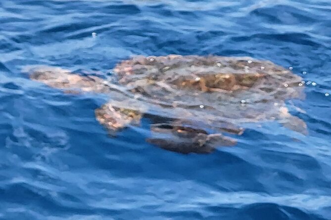SEA SAFARI Dolphins, Whales, 3h speedboat DISCOVERY-TOUR - Should you book Sea Safari?