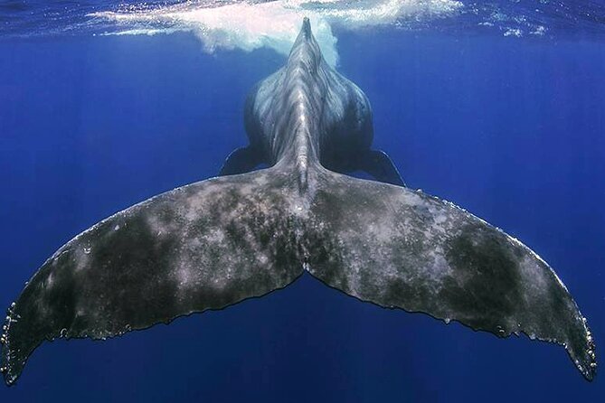 Small Group Boat Whale and Dolphin Watching Tour - What four hours on the water means