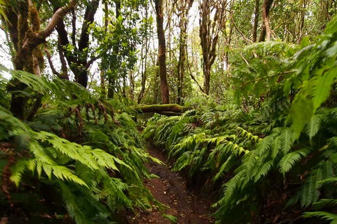 Small Group Guided Hiking in Anaga Rural Park in Tenerife - Into Anaga’s laurel forest