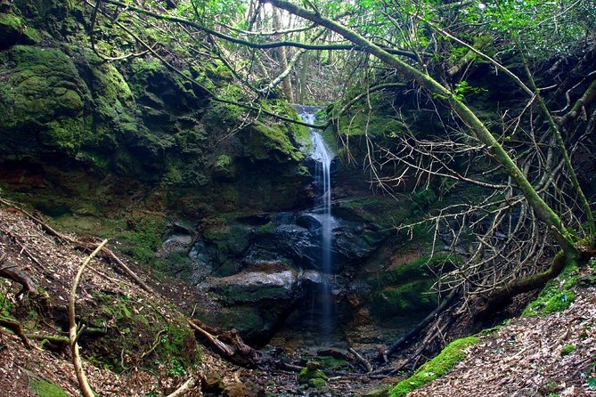 Small Group Guided Hiking in Anaga Rural Park in Tenerife - How difficult is this hike?