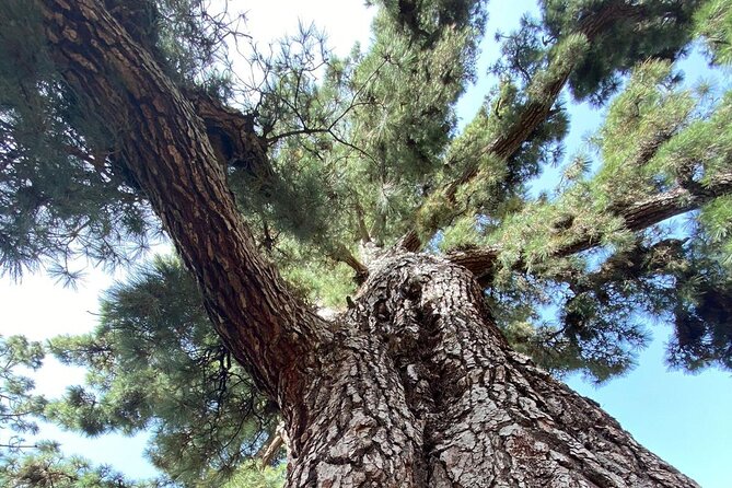 Small Group Teide National Park Volcanic and Forest Wonders - Timing and changes to the plan