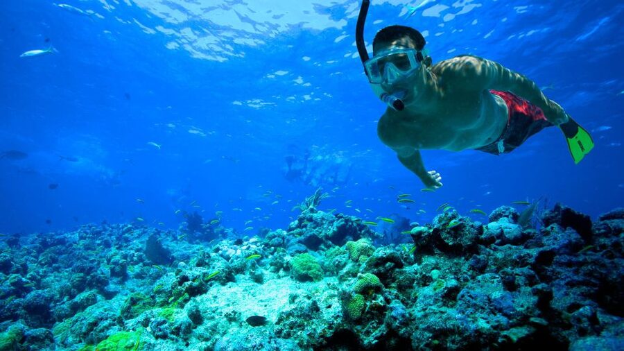 South Tenerife: Guided Snorkeling - From your hotel to the water
