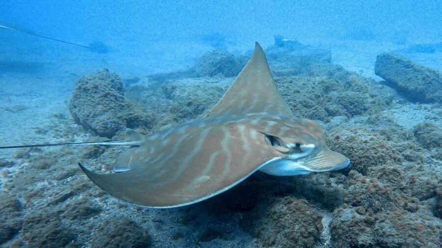 South Tenerife: Guided Snorkeling - A 50-minute swim along the shore