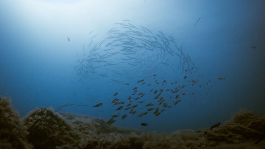 South Tenerife: Guided Snorkeling - Should you book this Tenerife snorkel?