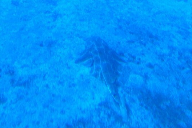 Submarine tour Tenerife: a 1 hour underwater experience - Is $73.62 good value?