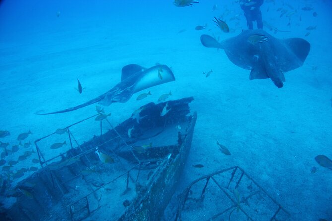 Submarine tour Tenerife: a 1 hour underwater experience - Practical details that matter