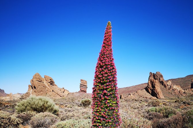 Teide National Park for smaller groups - Los Poleos: a final sweep of the neighboring islands