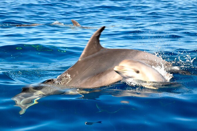 Tenerife 3-Hour Discover Whales and Dolphins - Should you book the Roulette?