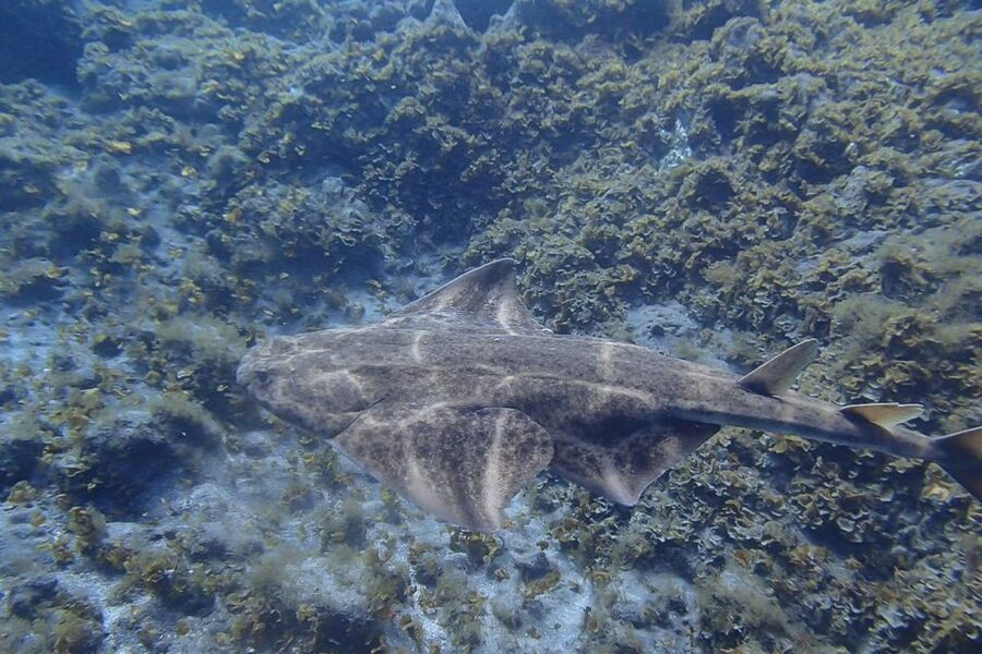 Tenerife: Abades Beach Beginner Diving Experience - Why Abades is a good place to start