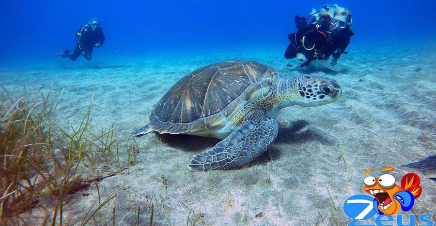 Tenerife: Abades Beach Beginner Diving Experience - Getting ready at the center