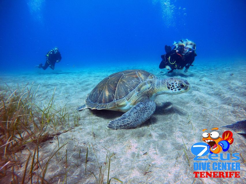 Tenerife: Abades Beach Beginner Diving Experience - What the three-hour schedule really means