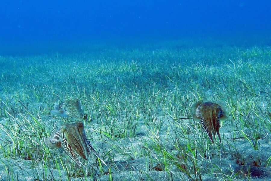 Tenerife: Abades Beach Beginner Diving Experience - Who will enjoy this most
